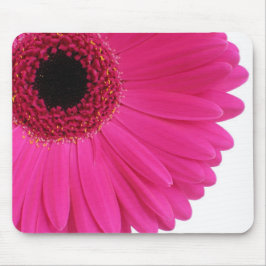 Shock rosa Gerbera Musmatta