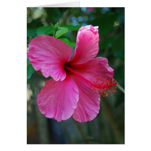 Shock rosa hälsningskort (Framsidan)