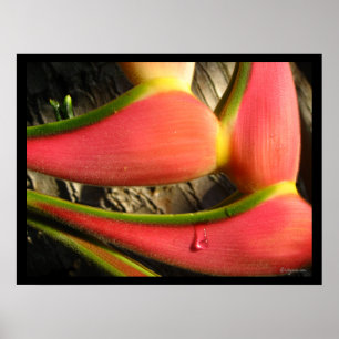 Shock rosa Heliconia Poster Skriv ut
