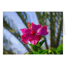 Shock rosa Hibiscus-kort Hälsningskort