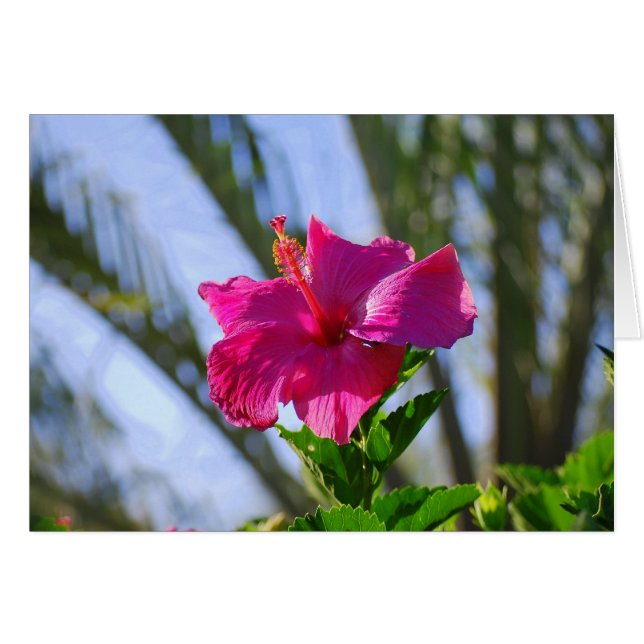 Shock rosa Hibiscus-kort Hälsningskort (Framsidan Horizontal)