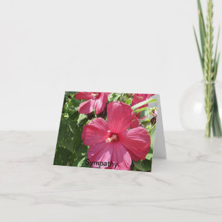 Shock rosa Hibiscus, sympati Kort
