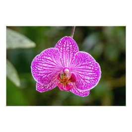 Shock rosa Lila Orchid Flower Photo Fototryck