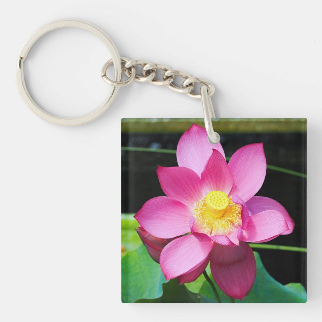 Shock rosa Lotus Flower (Framsidan)