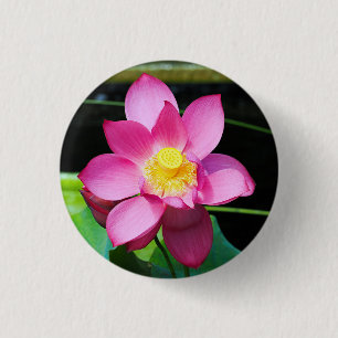 Shock rosa Lotus Flower Knapp
