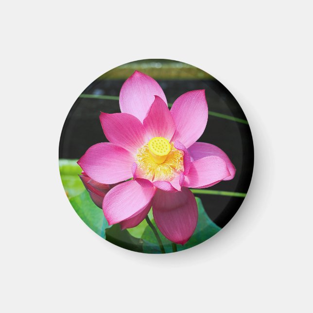 Shock rosa Lotus Flower Magnet (Framsidan)