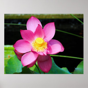 Shock rosa Lotus Flower Poster