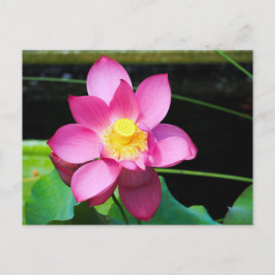 Shock rosa Lotus Flower Vykort