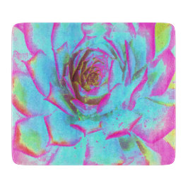 Shock rosa och Blue Succulent Sedum Rosette