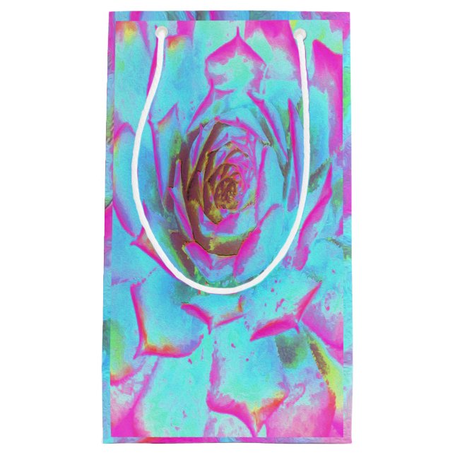 Shock rosa och Blue Succulent Sedum Rosette (Framsidan)