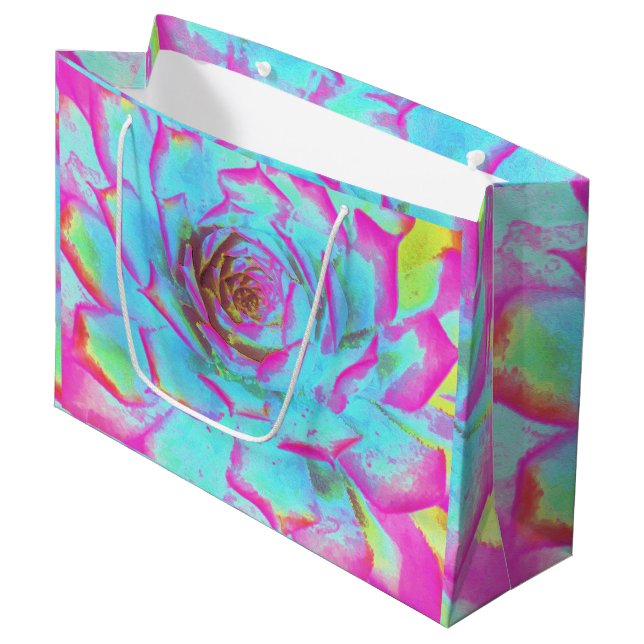 Shock rosa och Blue Succulent Sedum Rosette (Framsidan Vinklad)