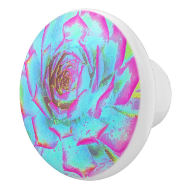 Shock rosa och Blue Succulent Sedum Rosette Knopp (Höger)