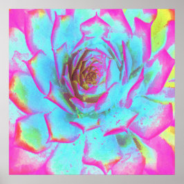 Shock rosa och Blue Succulent Sedum Rosette Poster