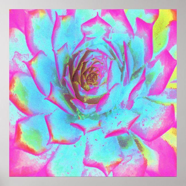 Shock rosa och Blue Succulent Sedum Rosette Poster (Framsidan)