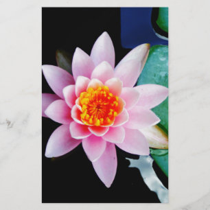 Shock rosa och orange Lotus vatten lily-blomma