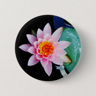 Shock rosa och orange Lotus vatten lily-blomma Knapp
