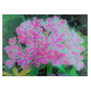 Shock rosa och vit Peppermynt Twist Garden Phlox