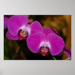 Shock rosa Orchids Poster