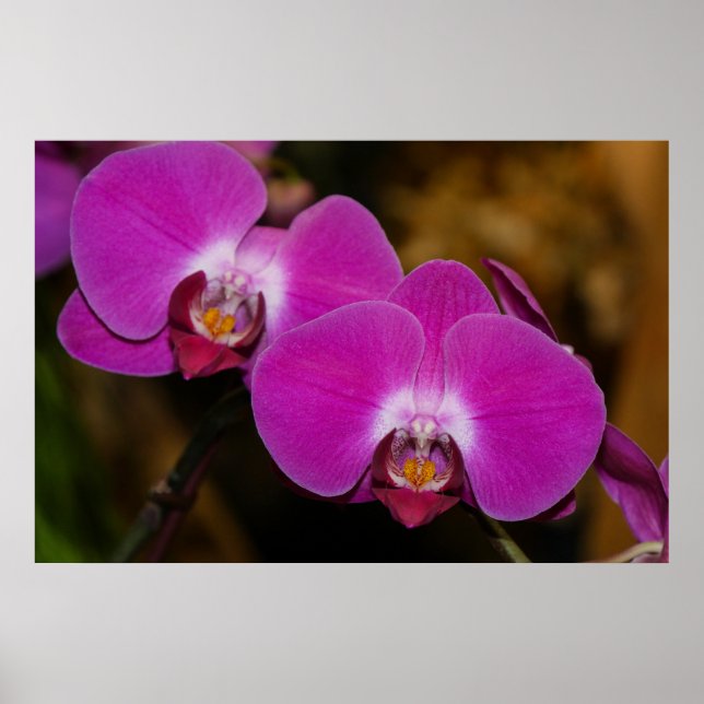 Shock rosa Orchids Poster (Framsidan)