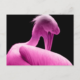 shock rosa Pelican Anpassningsbar vycard Vykort