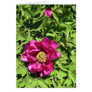 Shock rosa Peonie OBS Kort