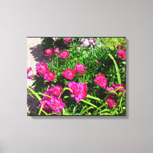 Shock rosa Peony Flower Canvas