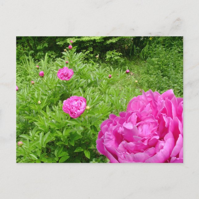 shock rosa Peony Garden-vykort Vykort (Framsida)