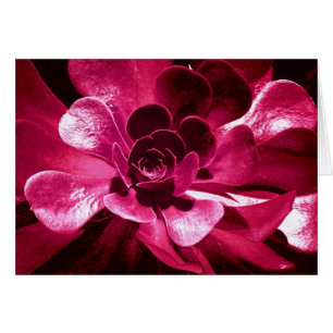Shock rosa Petals Hälsningskort