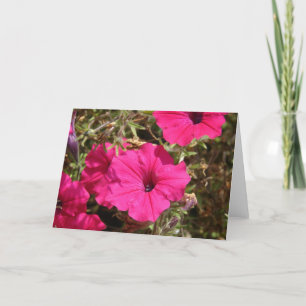 Shock rosa Petunia Flower Kort