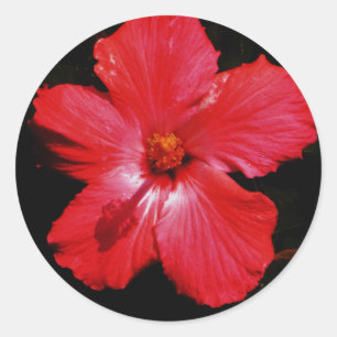 Shock rosa Red Hibiscus blomma på Black Runt Klistermärke