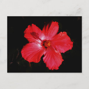 Shock rosa Red Hibiscus blomma på Black Vykort