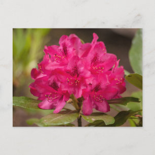 Shock rosa Rhododendron Blommigt Flowers Postkort Vykort