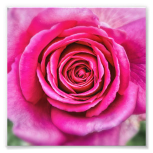 Shock rosa Ro Fototryck