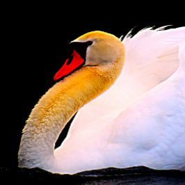 Shock rosa Ro på Black Tie Slips