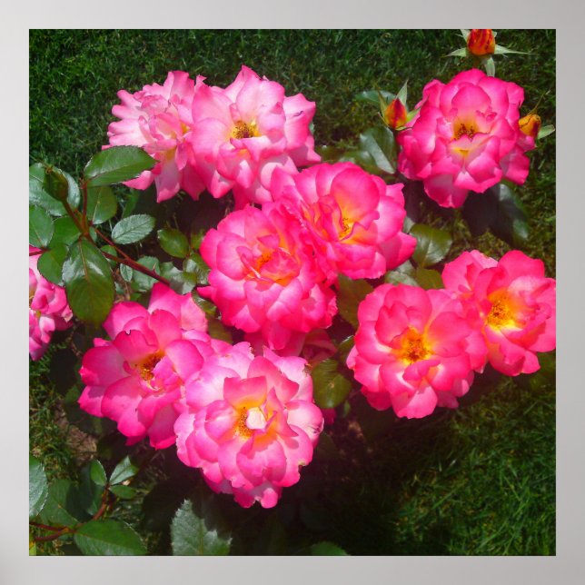 Shock rosa Ro Poster (Framsidan)