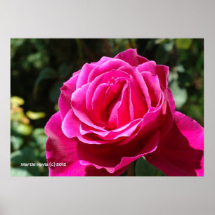 Shock rosa Ro Poster