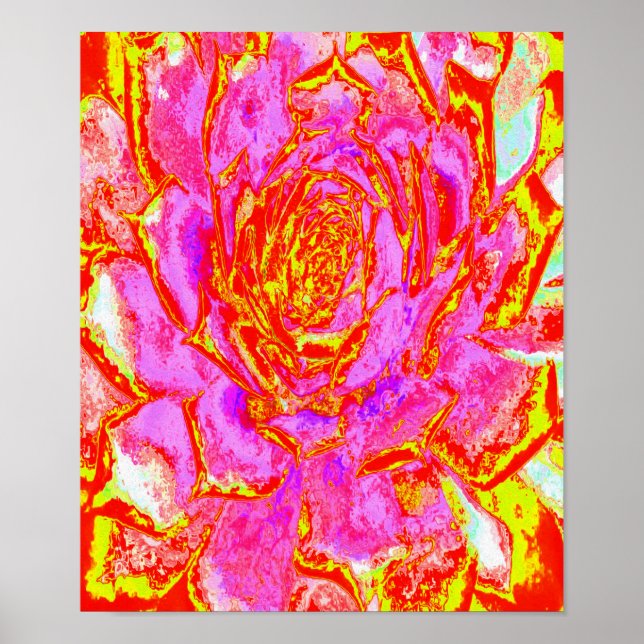 Shock rosa, Röd och Gult Succulent Sedum Rosette Poster (Framsidan)