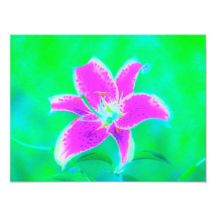 Shock rosa Stargazer Lily om turkos och Grönt Fototryck