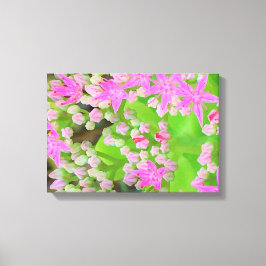 Shock rosa Succulent Sedum med Fleshy Grönt Lövs Canvastryck