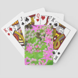 Shock rosa Succulent Sedum med Fleshy Grönt Lövs Casinokort