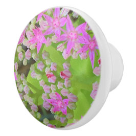 Shock rosa Succulent Sedum med Fleshy Grönt Lövs Knopp