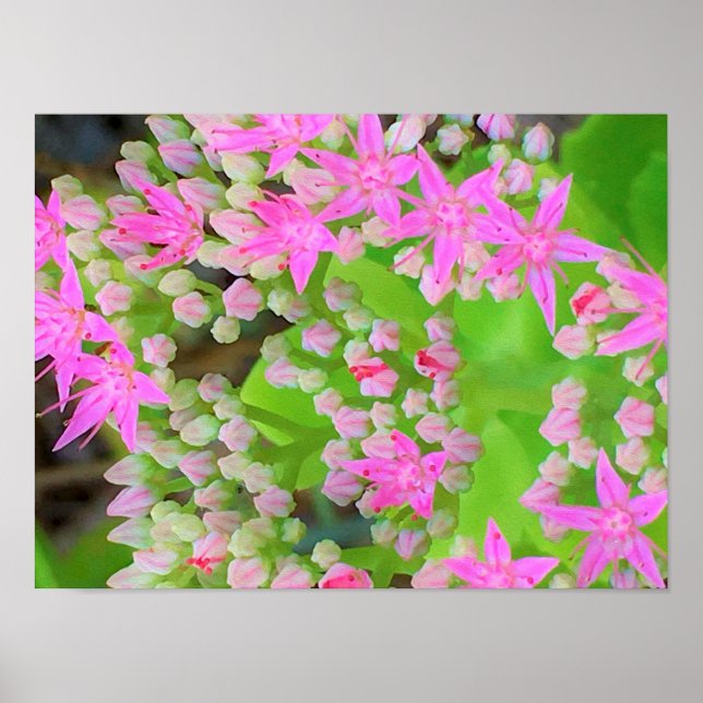 Shock rosa Succulent Sedum med Fleshy Grönt Lövs Poster (Framsidan)