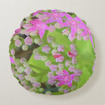 Shock rosa Succulent Sedum med Fleshy Grönt Lövs