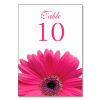 Shock rosa White Gerbera Daisy Bröllop