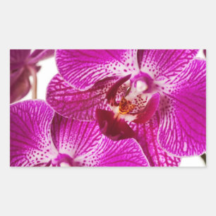 Shock rosaDendrobiumOrchid - Orchidsbakgrund Rektangulärt Klistermärke
