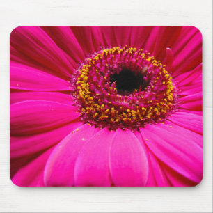 shock rosagerberdaisy musmatta