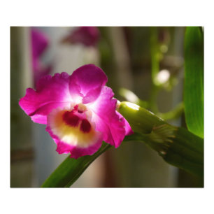 Shock rosaOrchidtryck Fototryck