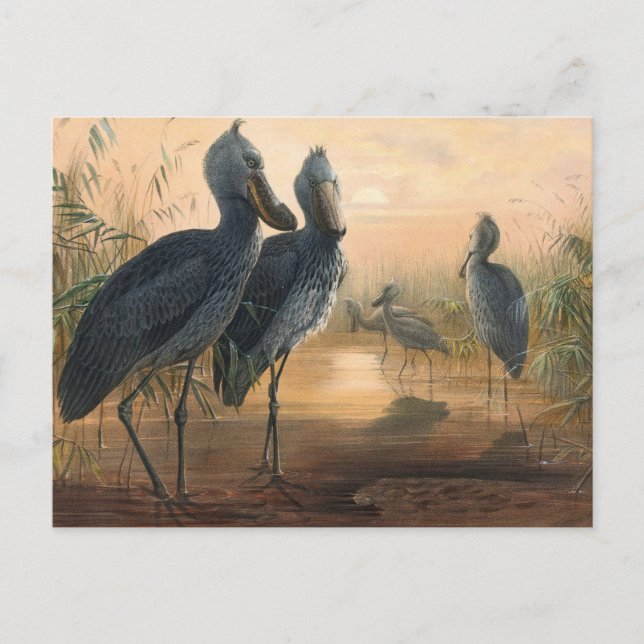 Shoe Bill av Joseph Varg Vykort (Framsida)