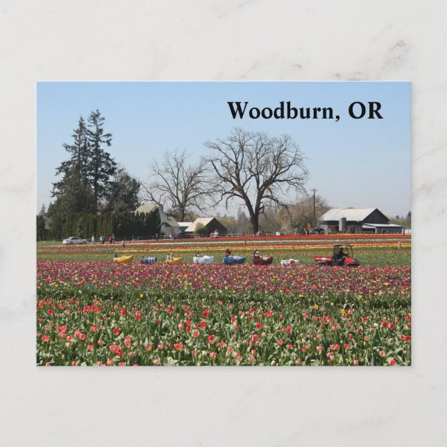 Shoe Shoe Tåg Vykort (Framsida)