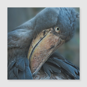 Shoebill